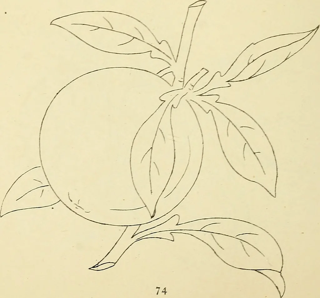 An illustration from Briggs & Co.'s patent transferring papers : patented for the United States of America, 1880, leaf 83