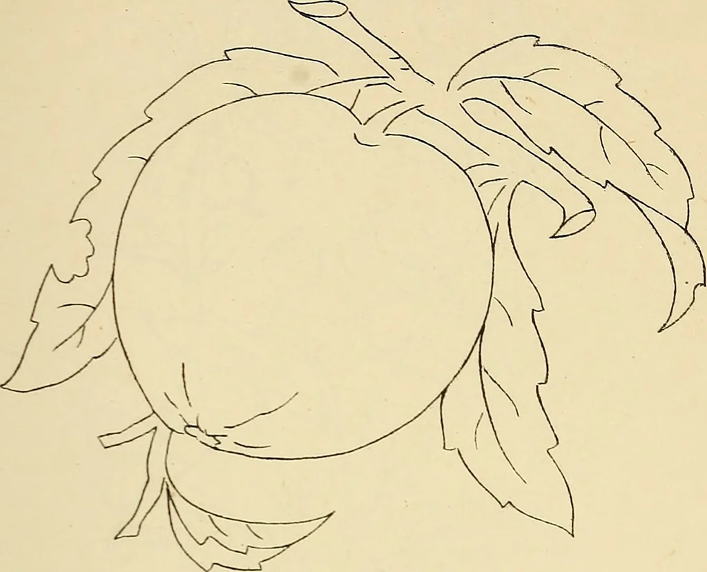 An illustration from Briggs & Co.'s patent transferring papers : patented for the United States of America, 1880, leaf 84