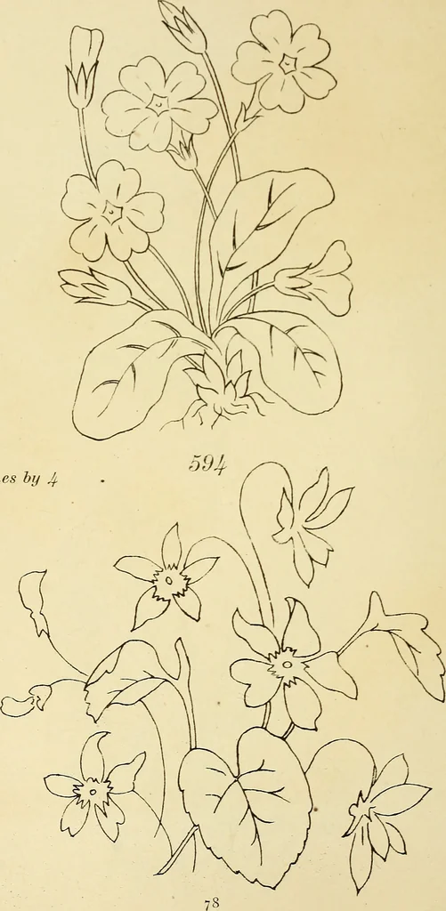 An illustration from Briggs & Co.'s patent transferring papers : patented for the United States of America, 1880, leaf 87