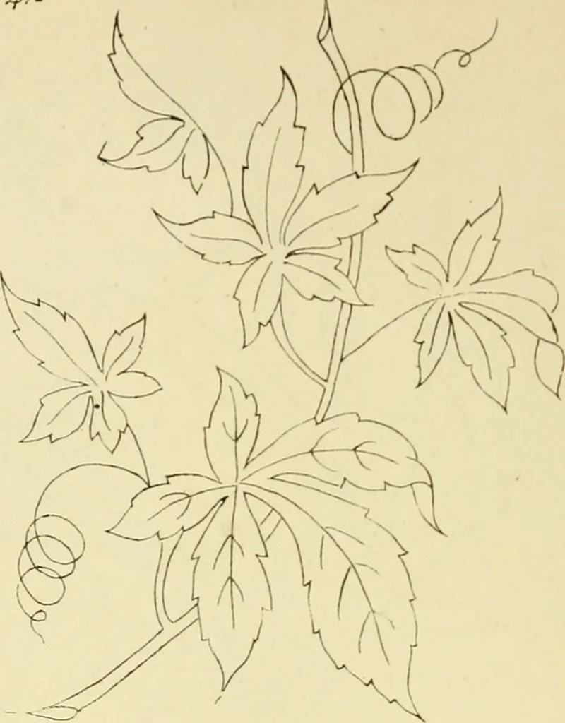 An illustration from Briggs & Co.'s patent transferring papers : patented for the United States of America, 1880, leaf 89