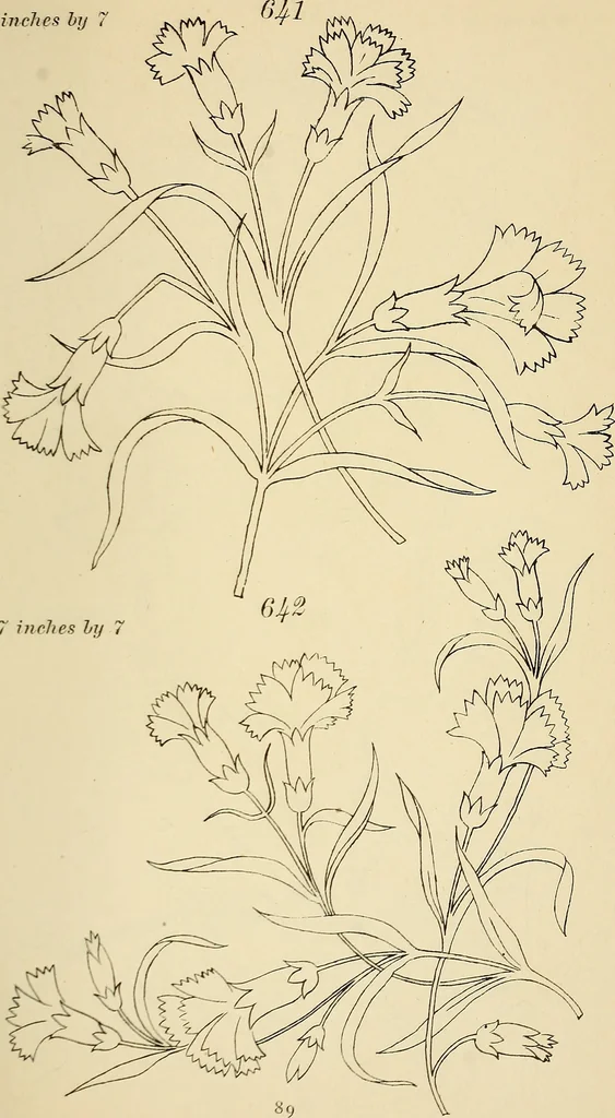 An illustration from Briggs & Co.'s patent transferring papers : patented for the United States of America, 1880, leaf 98