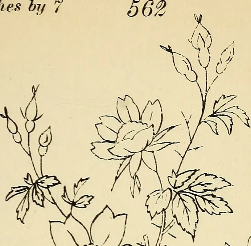 An illustration from Briggs' patent transferring designs, 1880, leaf 100