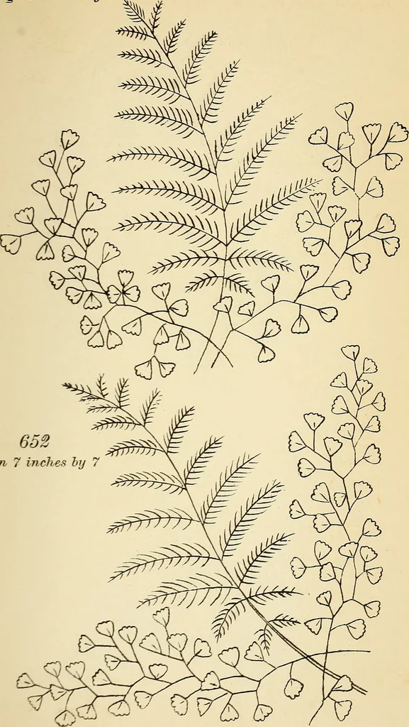 An illustration from Briggs' patent transferring designs, 1880, leaf 110
