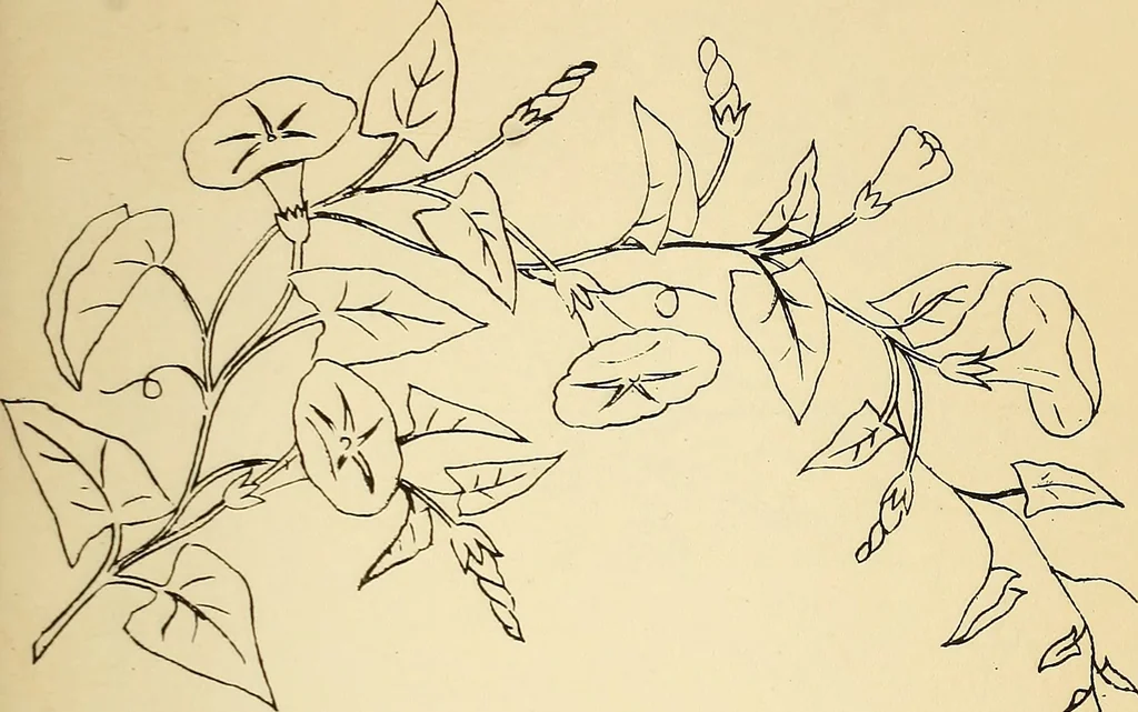 An illustration from Briggs' patent transferring designs, 1880, leaf 144
