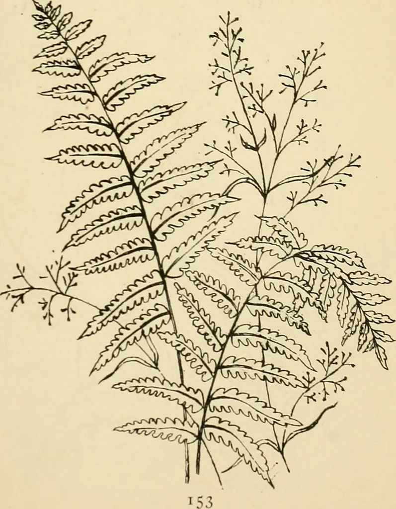 An illustration from Briggs' patent transferring designs, 1880, leaf 160