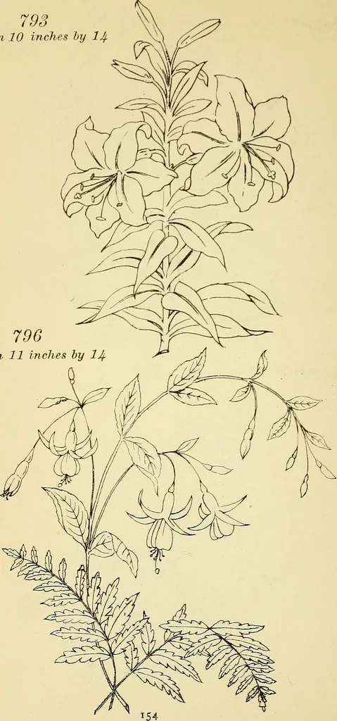 An illustration from Briggs' patent transferring designs, 1880, leaf 161