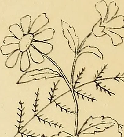 An illustration from Briggs' patent transferring designs, 1880, leaf 168