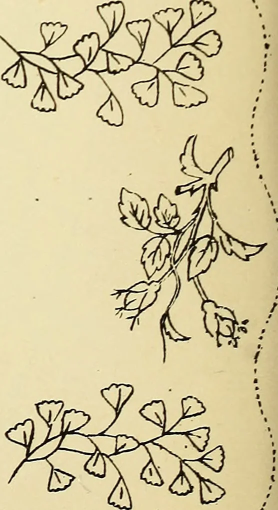 An illustration from Briggs' patent transferring designs, 1880, leaf 183