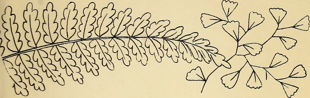 An illustration from Briggs' patent transferring designs, 1880, leaf 24