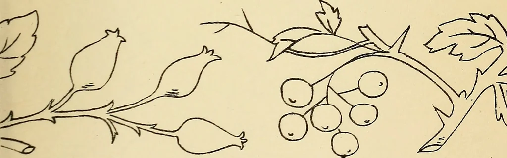 An illustration from Briggs' patent transferring designs, 1880, leaf 24