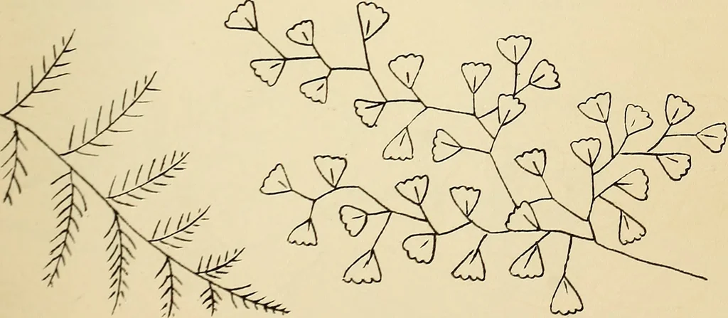 An illustration from Briggs' patent transferring designs, 1880, leaf 38