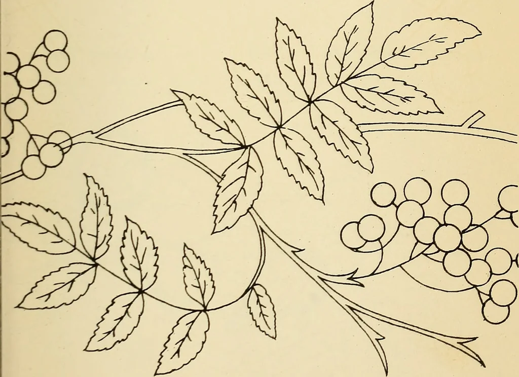 An illustration from Briggs' patent transferring designs, 1880, leaf 50