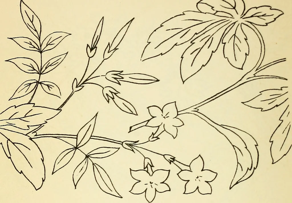 An illustration from Briggs' patent transferring designs, 1880, leaf 53