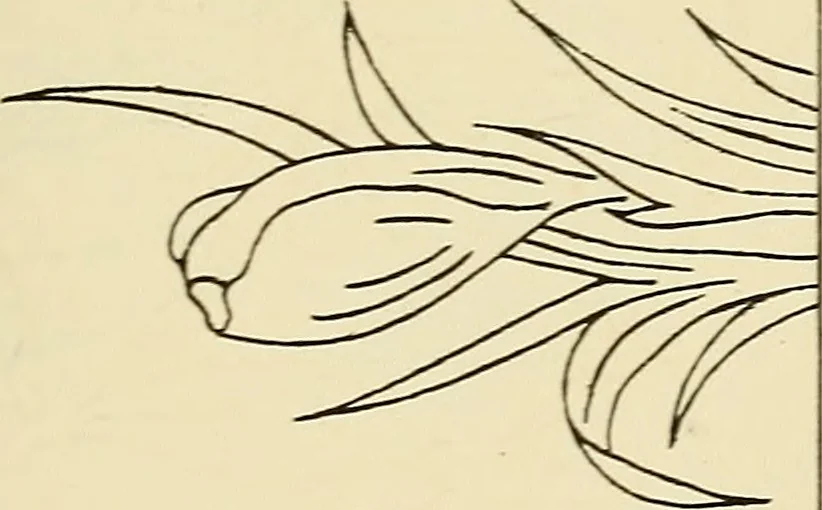 An illustration from Briggs' patent transferring designs, 1880, leaf 76