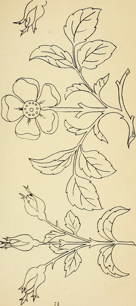 An illustration from Briggs' patent transferring designs, 1880, leaf 80