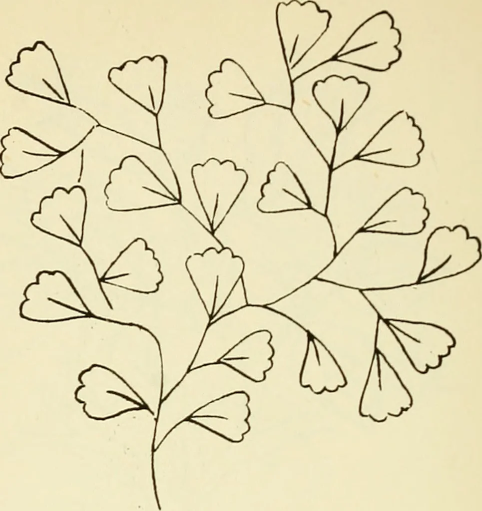 An illustration from Briggs' patent transferring designs, 1880, leaf 83