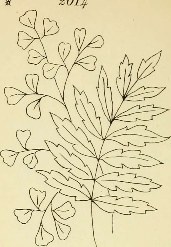An illustration from Briggs' patent transferring designs, 1880, leaf 85