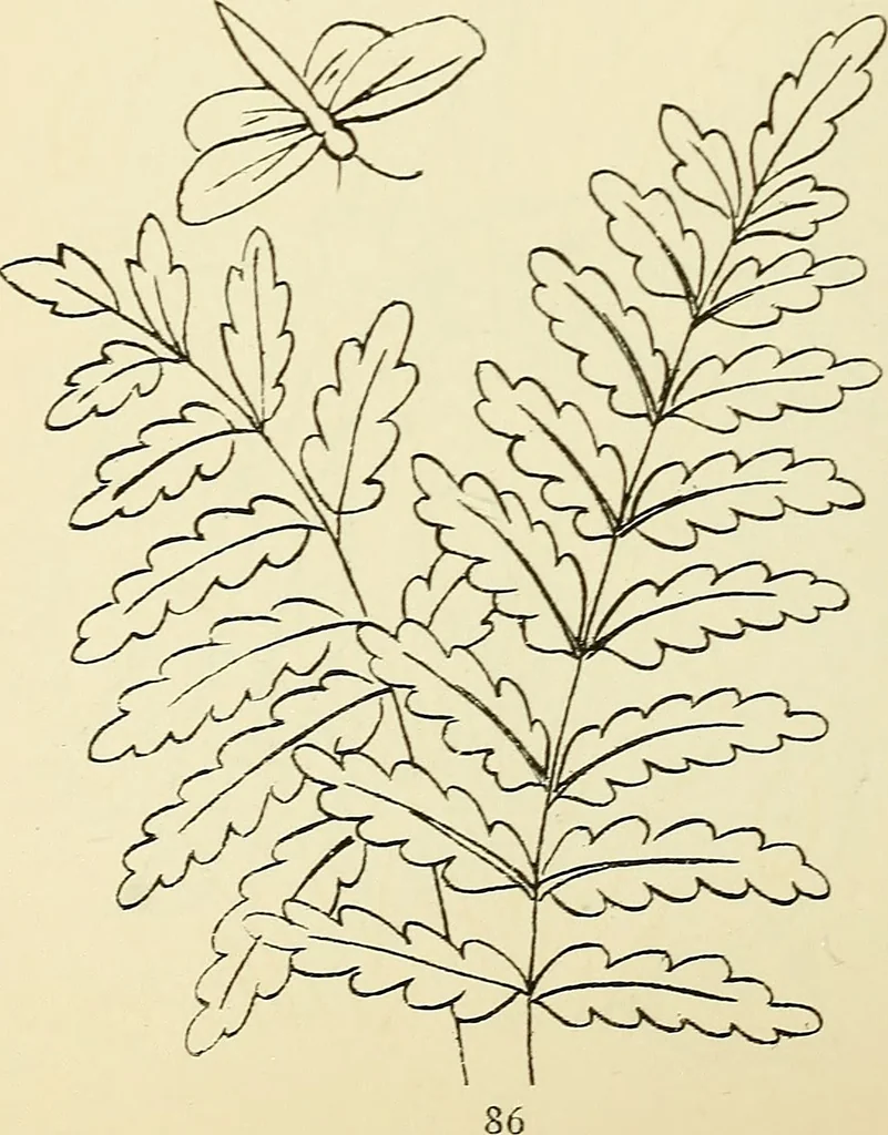 An illustration from Briggs' patent transferring designs, 1880, leaf 93