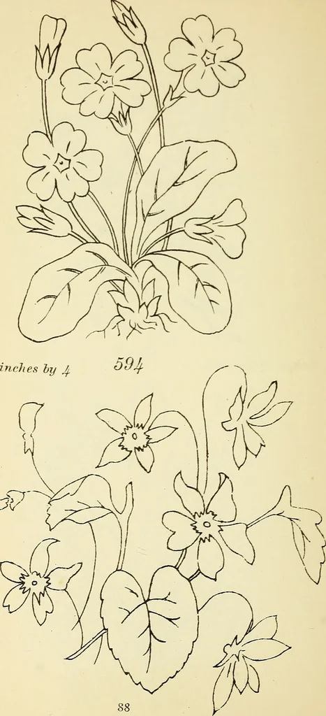 An illustration from Briggs' patent transferring designs, 1880, leaf 95