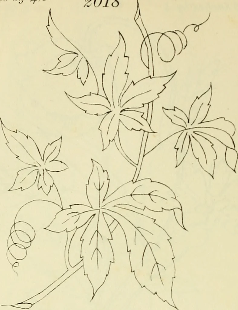 An illustration from Briggs & Co.'s patent transferring papers : patented for the United States of America, 1880, leaf 105