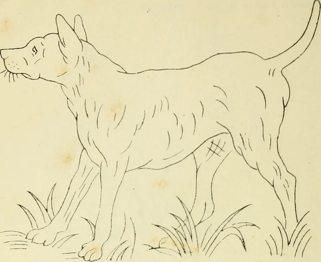 An illustration from Briggs & Co.'s patent transferring papers : patented for the United States of America, 1880, leaf 107