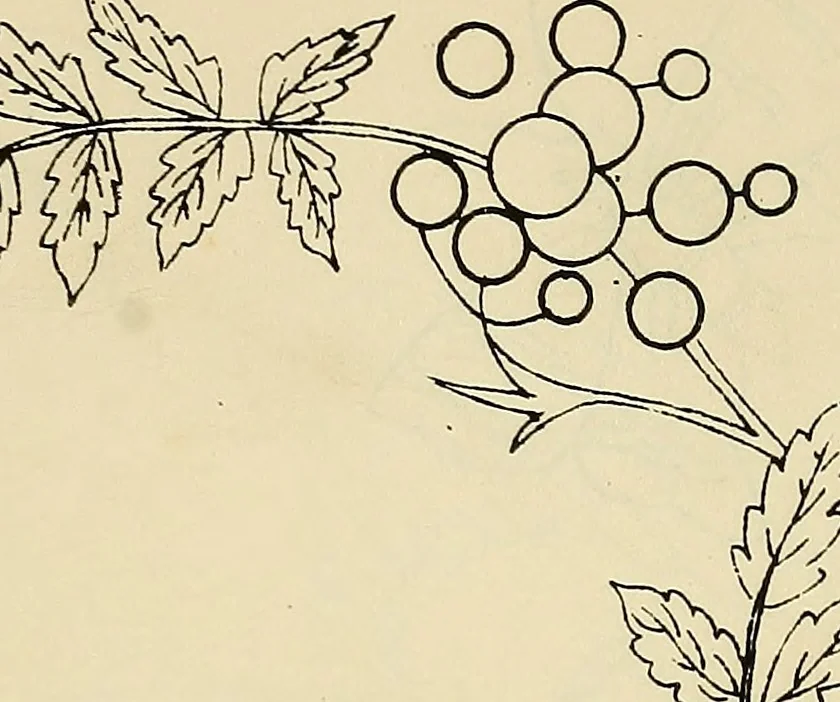 An illustration from Briggs & Co.'s patent transferring papers : patented for the United States of America, 1880, leaf 142