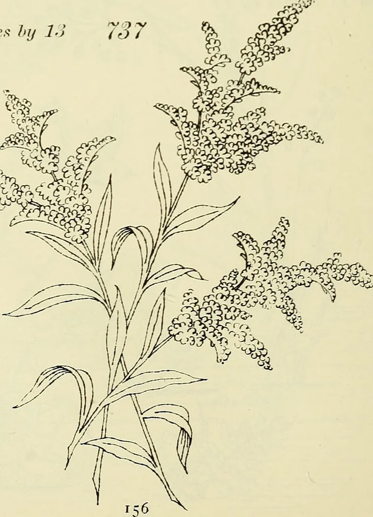 An illustration from Briggs & Co.'s patent transferring papers : patented for the United States of America, 1880, leaf 165