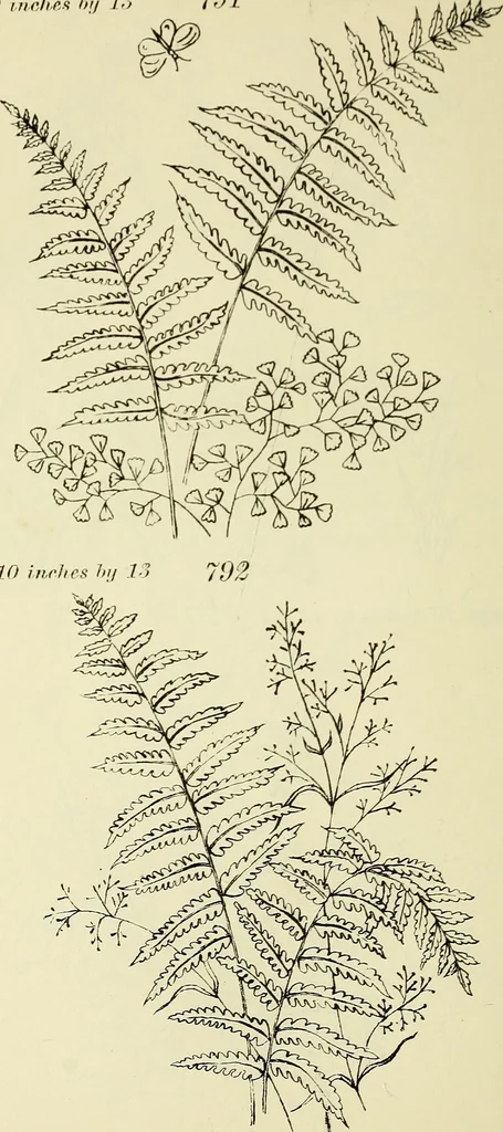 An illustration from Briggs & Co.'s patent transferring papers : patented for the United States of America, 1880, leaf 175