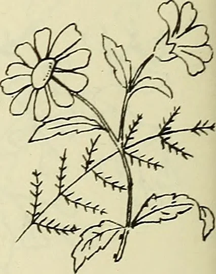 An illustration from Briggs & Co.'s patent transferring papers : patented for the United States of America, 1880, leaf 181