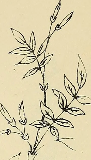 An illustration from Briggs & Co.'s patent transferring papers : patented for the United States of America, 1880, leaf 190