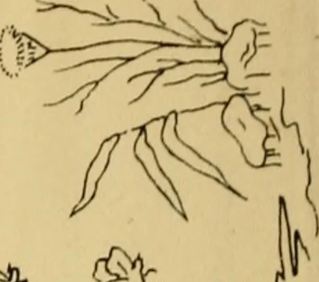 An illustration from Briggs & Co.'s patent transferring papers : patented for the United States of America, 1880, leaf 237