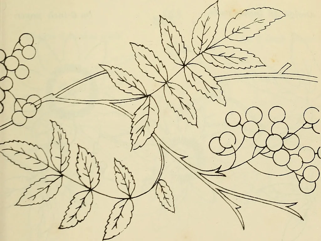 An illustration from Briggs & Co.'s patent transferring papers : patented for the United States of America, 1880, leaf 54