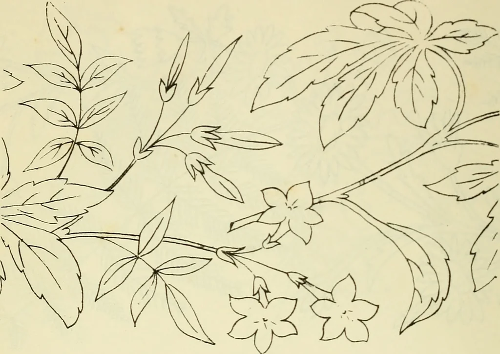 An illustration from Briggs & Co.'s patent transferring papers : patented for the United States of America, 1880, leaf 57