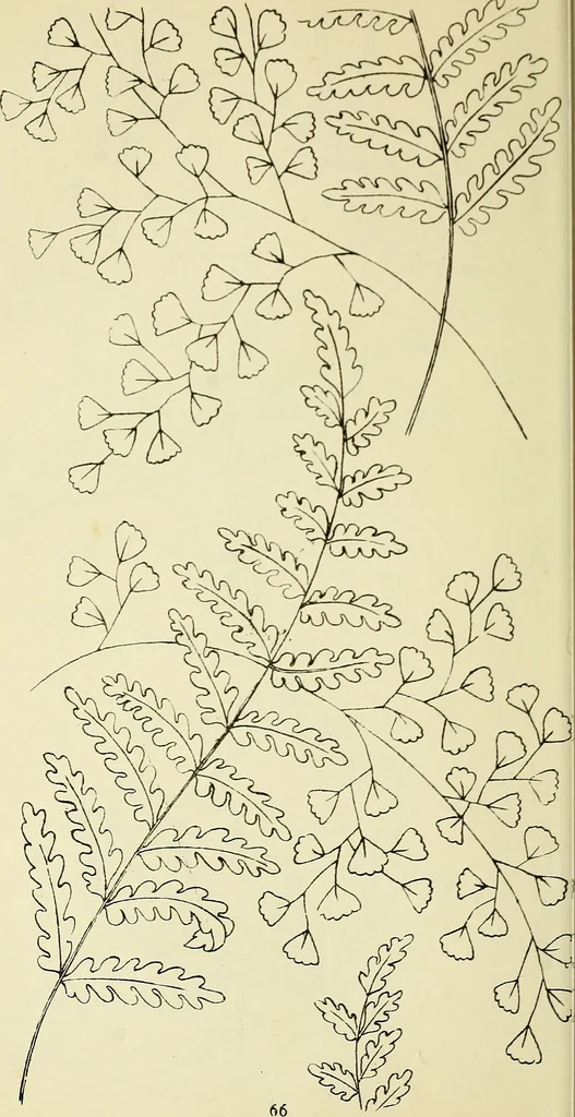An illustration from Briggs & Co.'s patent transferring papers : patented for the United States of America, 1880, leaf 75