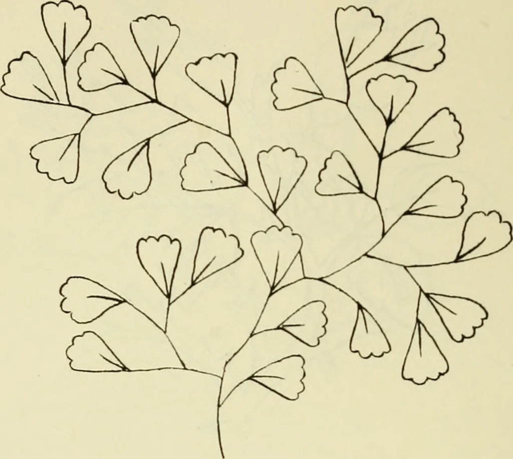 An illustration from Briggs & Co.'s patent transferring papers : patented for the United States of America, 1880, leaf 91