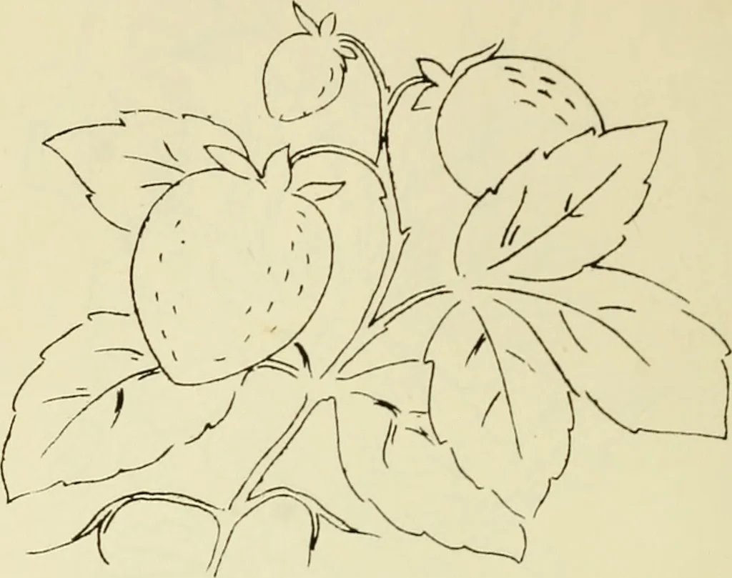 An illustration from Briggs & Co.'s patent transferring papers : patented for the United States of America, 1880, leaf 95