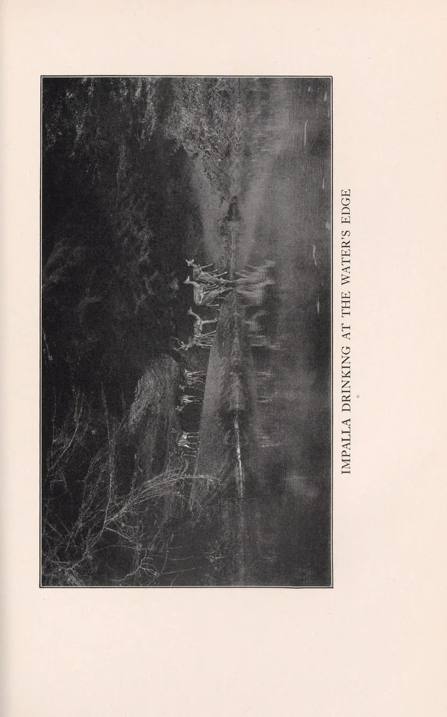 An illustration from In brightest Africa, 1924, leaf 221