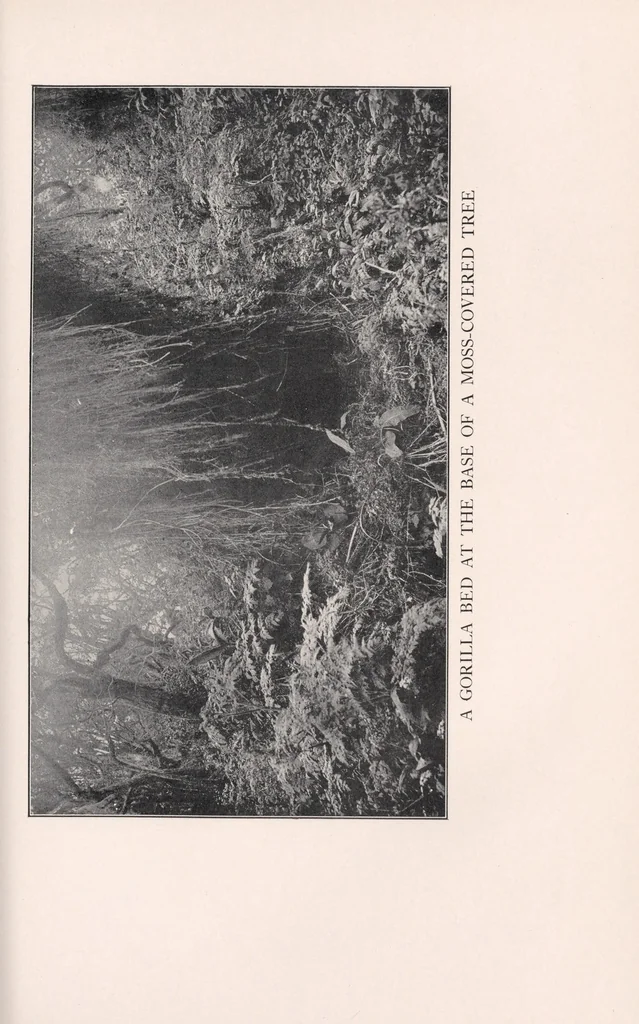 An illustration from In brightest Africa, 1924, leaf 347