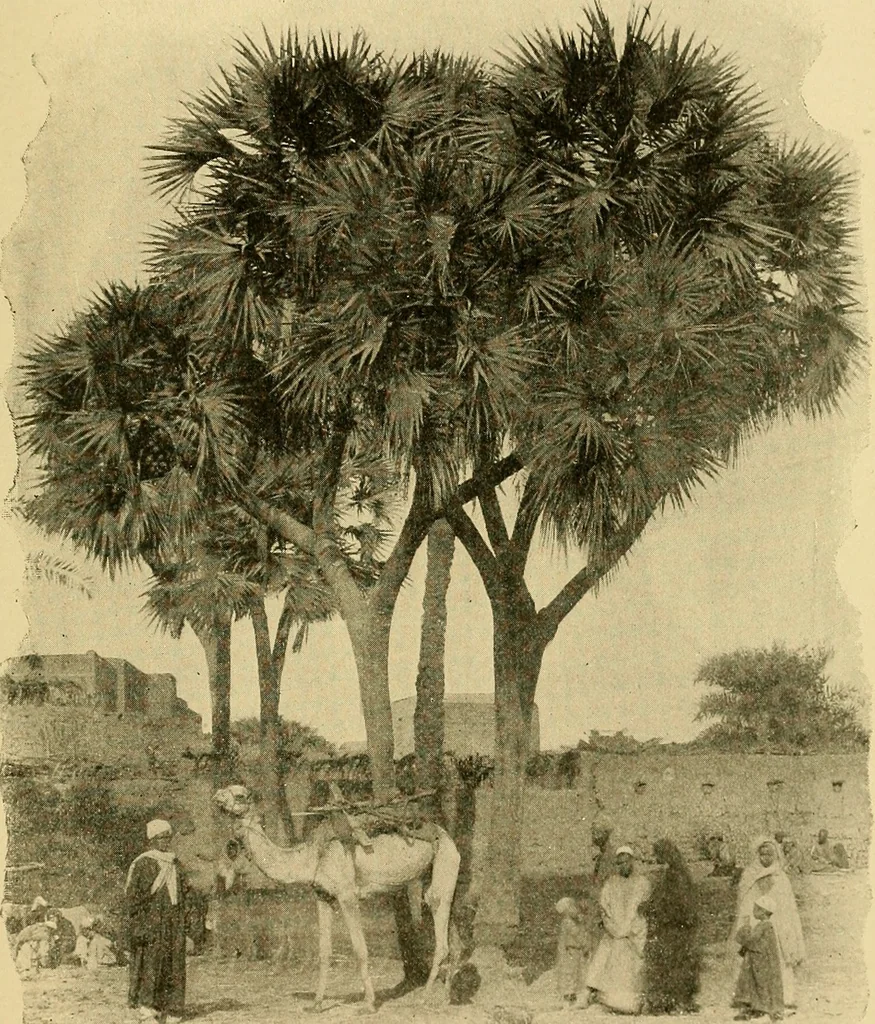 An illustration from The bright side of humanity; glimpses of life in every land, 1900, leaf 492
