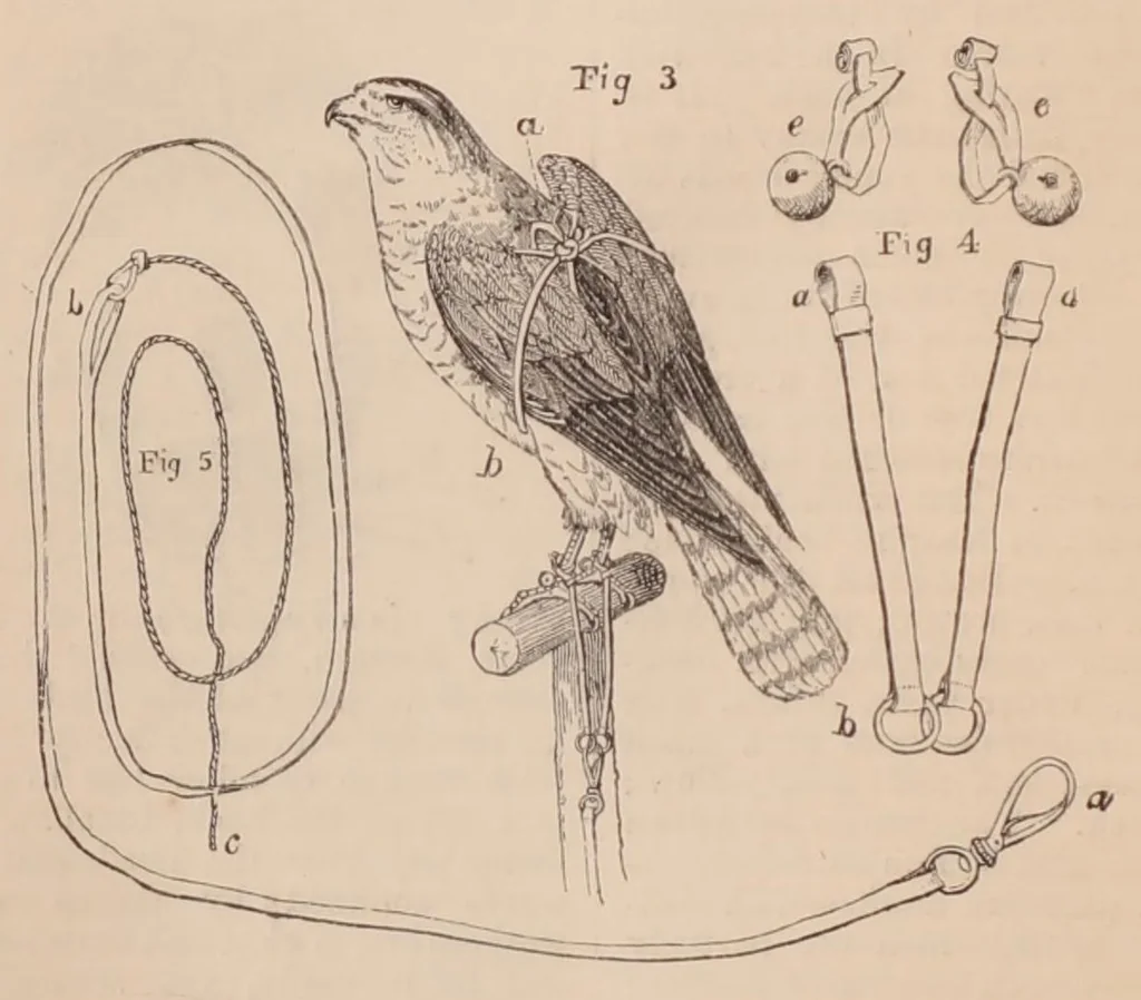 An illustration from British Rural Sports, 1878, 1878, leaf 331