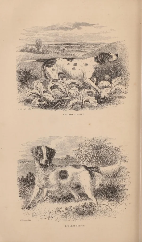 An illustration from British Rural Sports, 1878, 1878, leaf 849