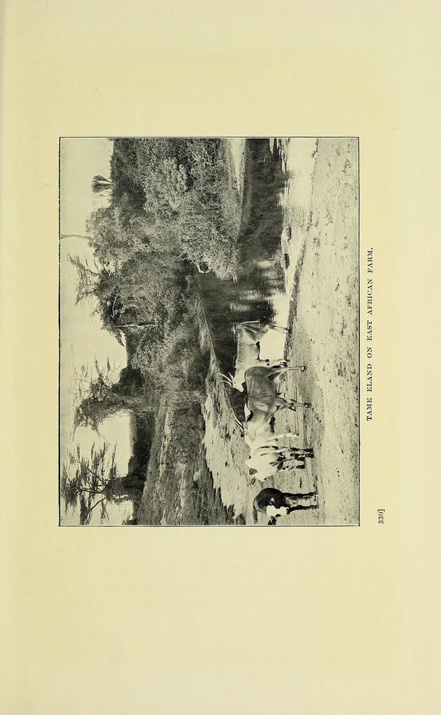 An illustration from A British borderland : service and sport in Equatoria, 1913, leaf 389
