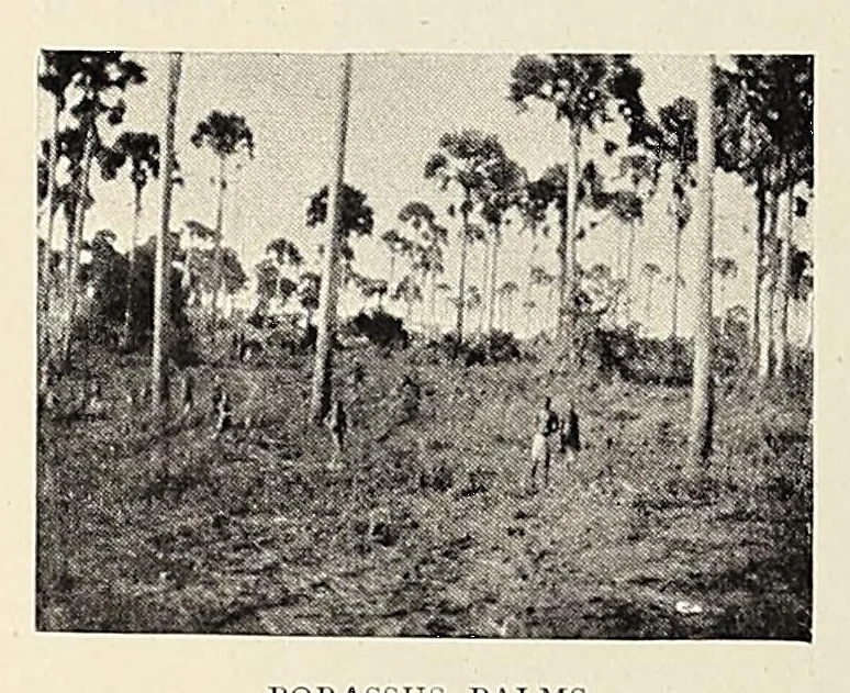 An illustration from British Central Africa : an attempt to give some account of a portion of the territories under British influence, north of the Zambesi, 1897, leaf 258