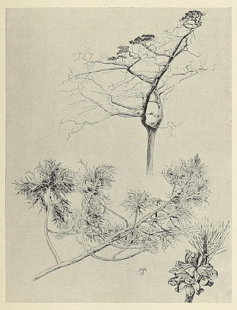An illustration from British Central Africa : an attempt to give some account of a portion of the territories under British influence, north of the Zambesi, 1897, leaf 269