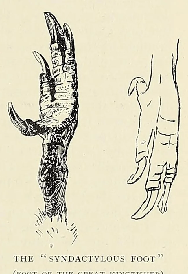 An illustration from British Central Africa : an attempt to give some account of a portion of the territories under British influence, north of the Zambesi, 1897, leaf 379