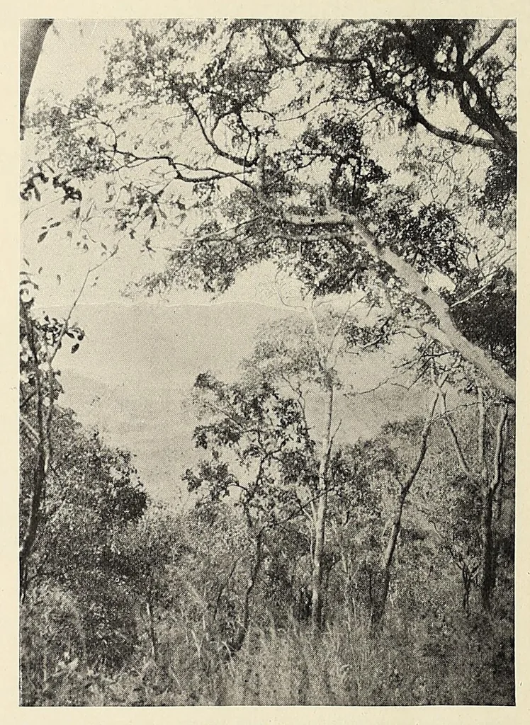 An illustration from British Central Africa : an attempt to give some account of a portion of the territories under British influence, north of the Zambesi, 1897, leaf 86