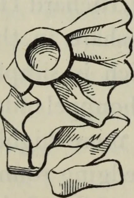 An illustration from British costume during XIX centuries (civil and ecclesiastical), 1910, leaf 187