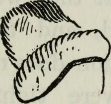 An illustration from British costume during XIX centuries (civil and ecclesiastical), 1910, leaf 290