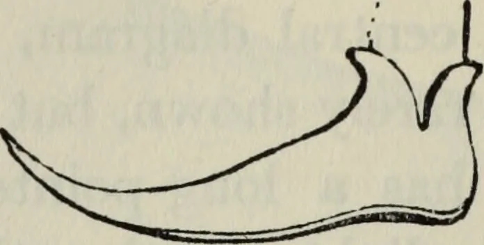 An illustration from British costume during XIX centuries (civil and ecclesiastical), 1910, leaf 295