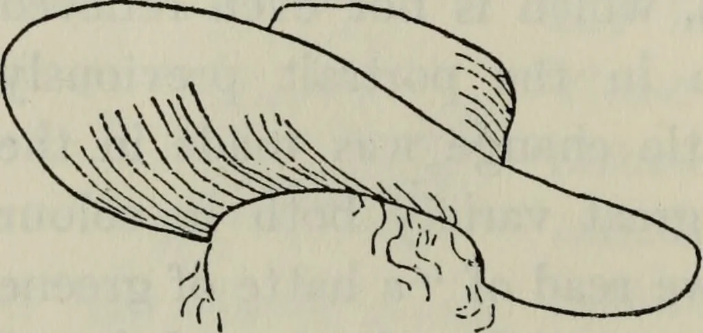 An illustration from British costume during XIX centuries (civil and ecclesiastical), 1910, leaf 353